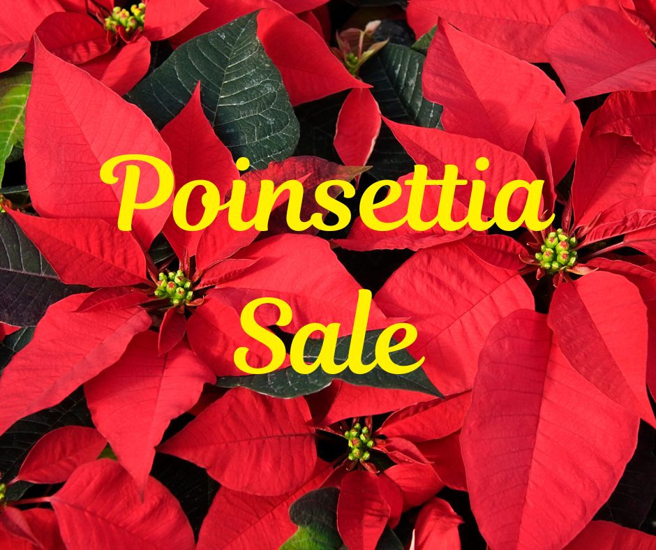 Poinsettia Sale